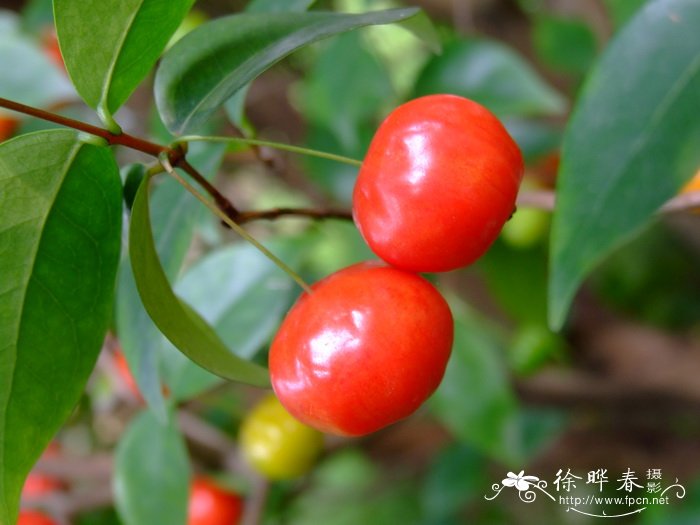 水仙花的外形