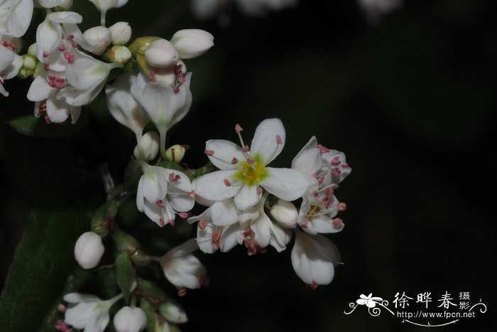 植物园里有什么植物