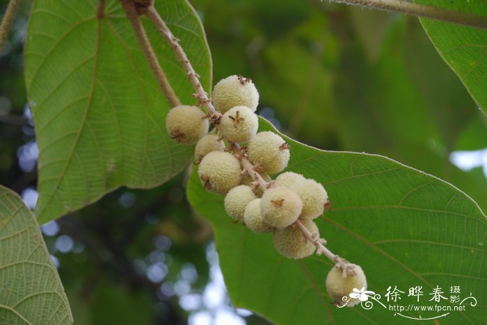 好听的植物名字