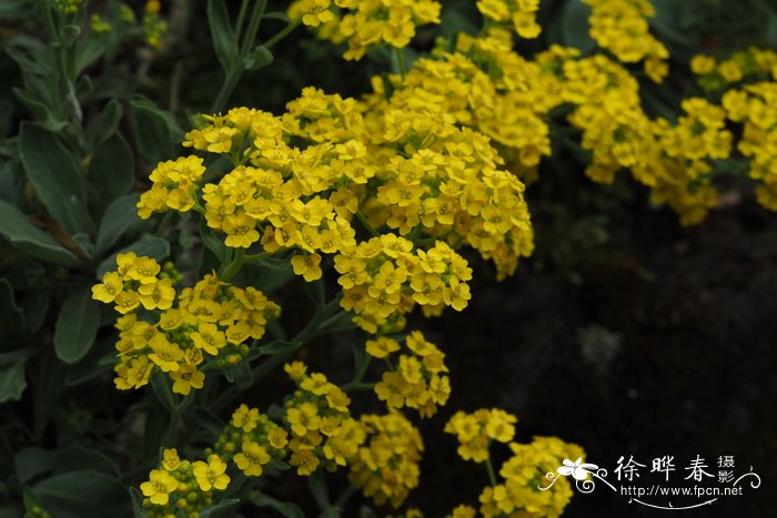 苹果树