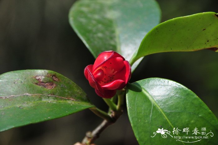 11朵红玫瑰花语是什么意思