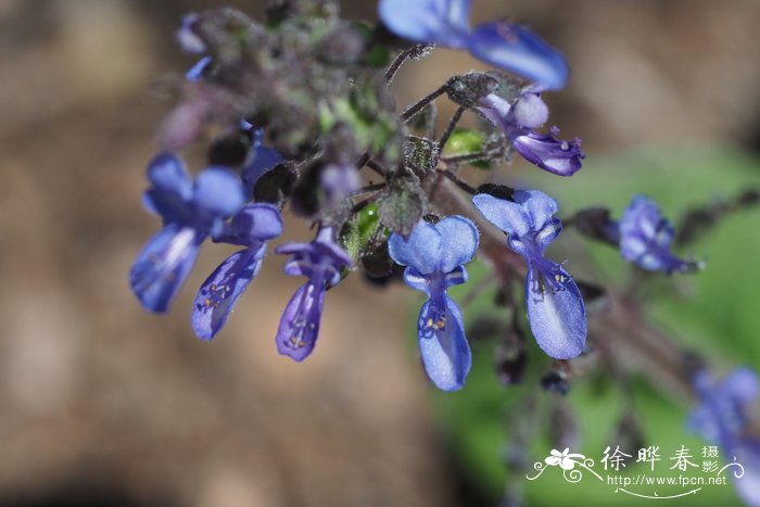 白芍药