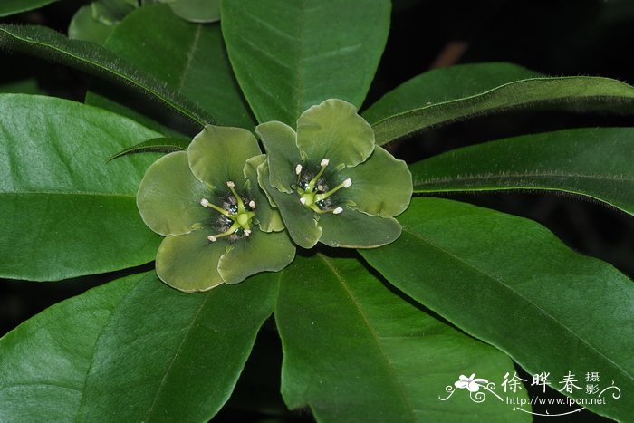 送老师送什么花