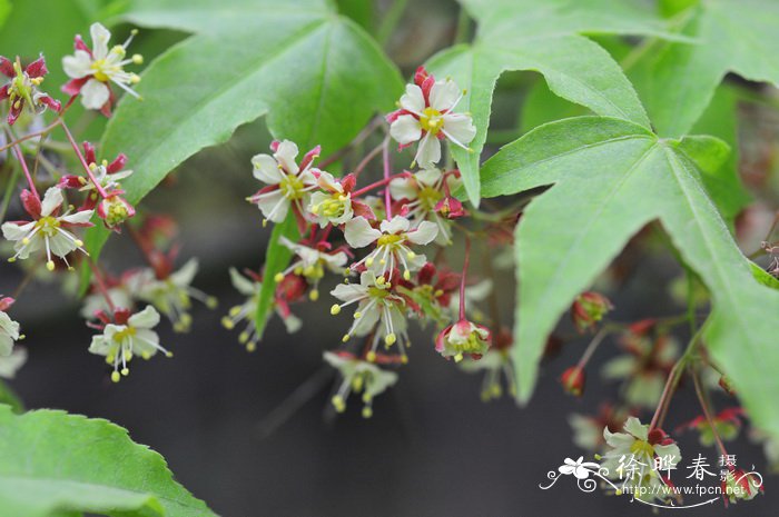 月季花品种大全