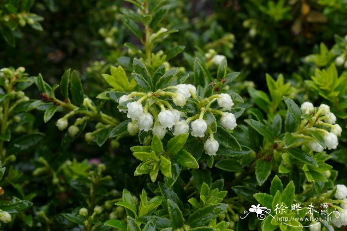 风雨花