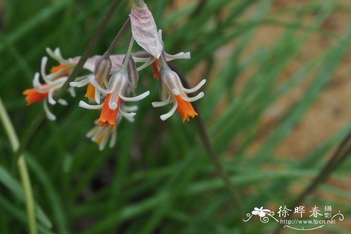 黄花风铃木的花语