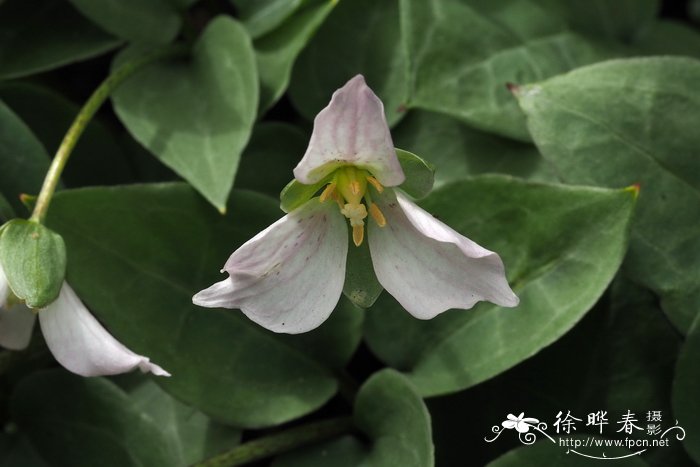 玫瑰花什么时候开花?