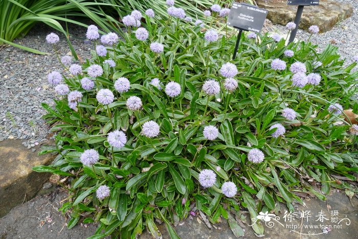 孕妇能吃黄花菜吗