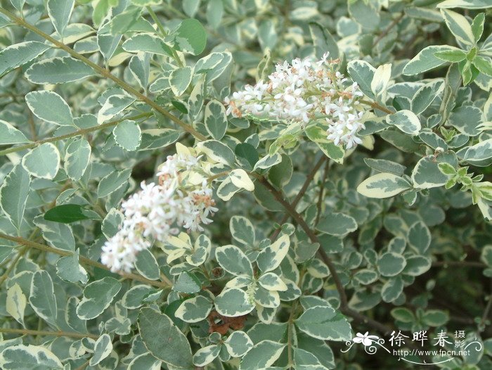 鸢尾花怎么读