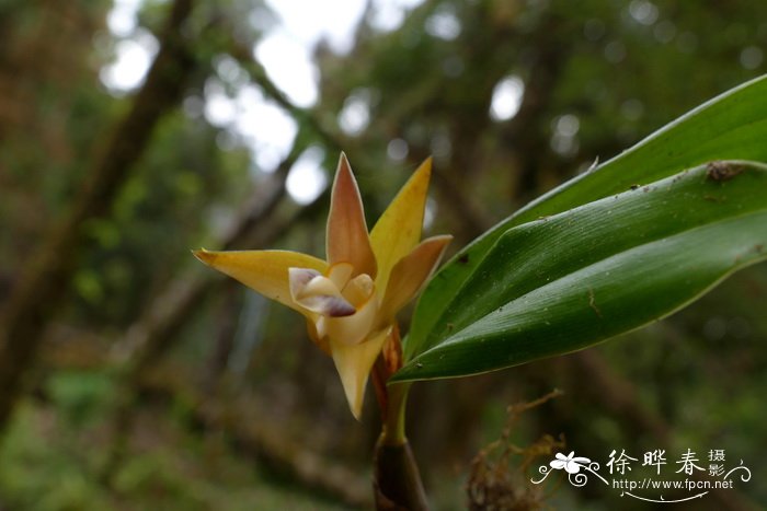 盐碱地适合种什么植物