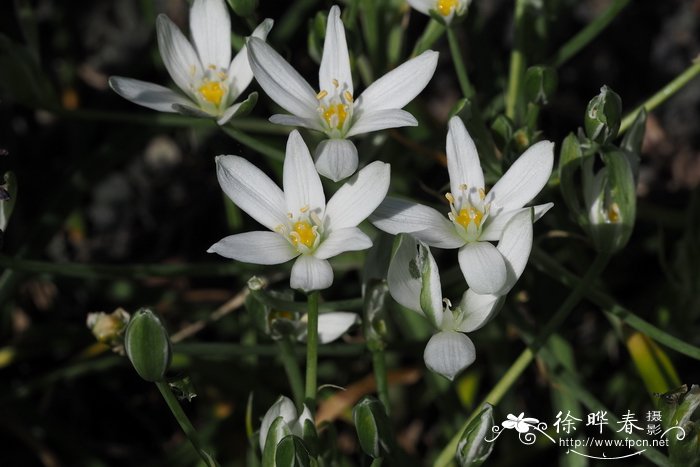 百合花图片