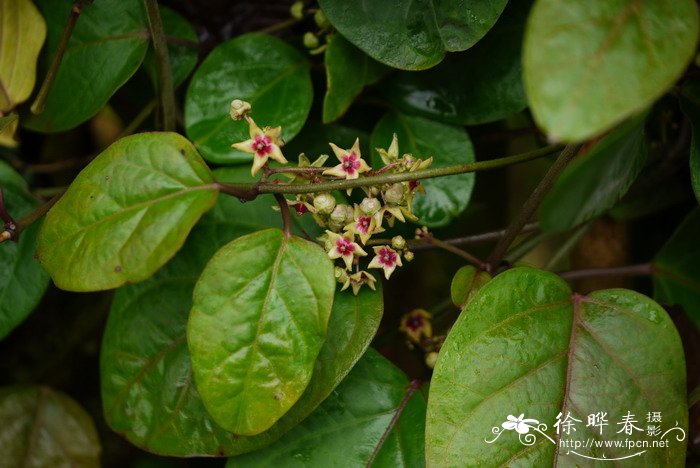 玫瑰怎么做干花