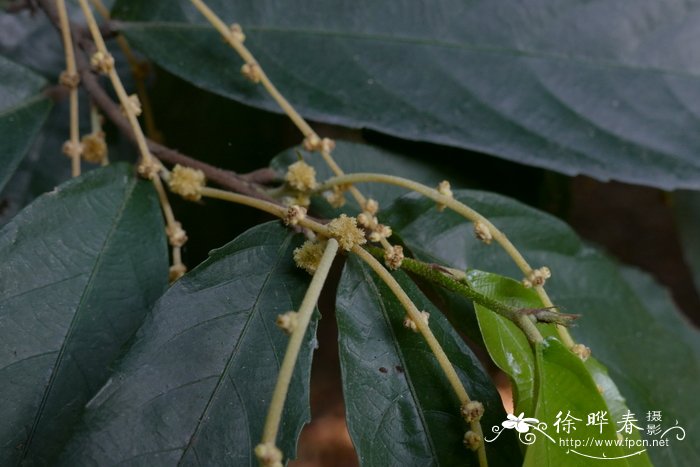 栀子花根