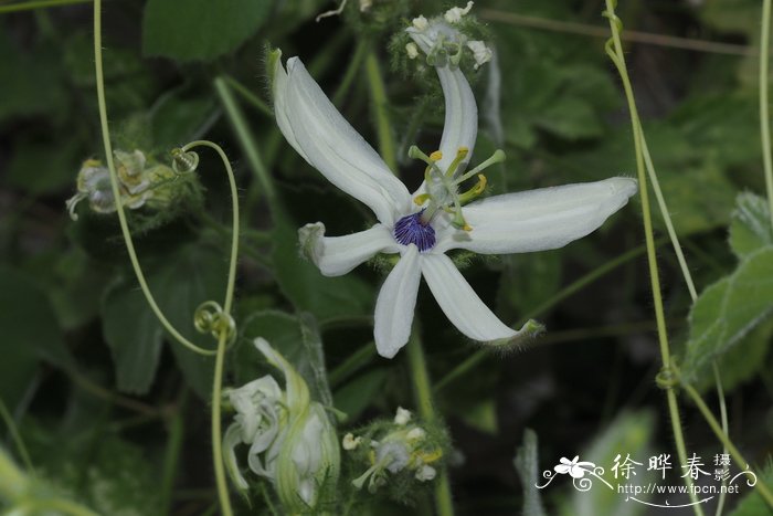 连云港市花