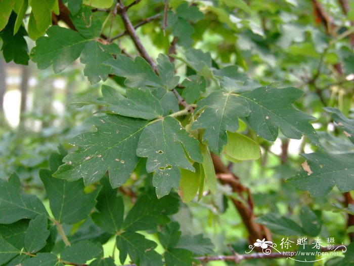 红千层几年开花