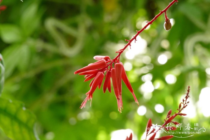 滴水观音开花图片