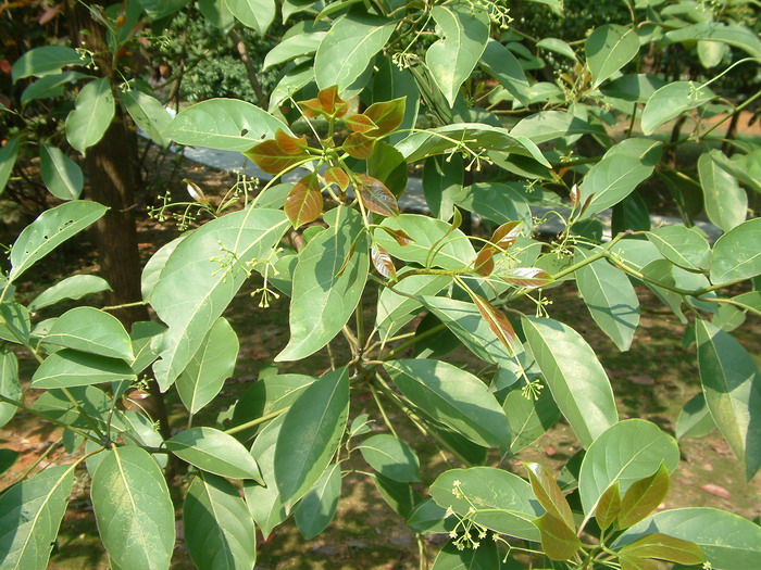 一帆风顺花怎么养土培