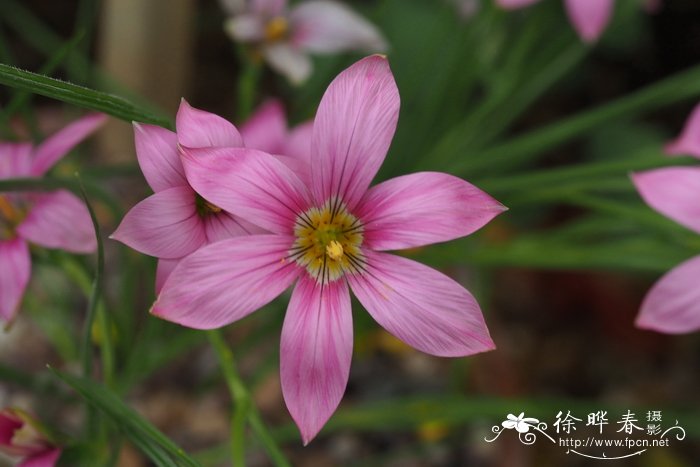 什么花在夏天开