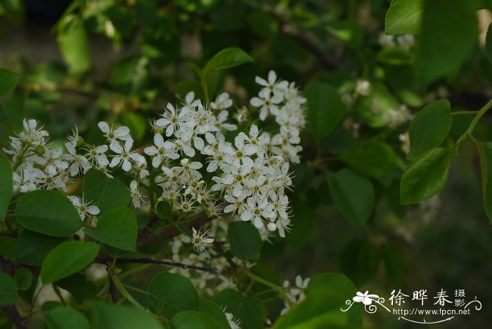 深圳的市花是哪种花