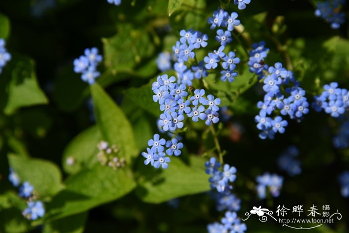 苹果价格表今日价格