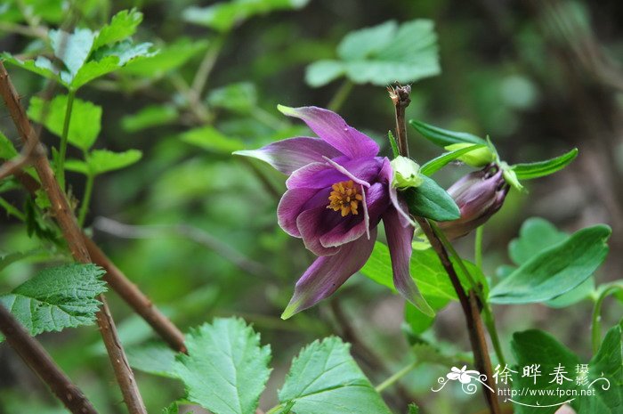 胎菊和杭白菊的区别