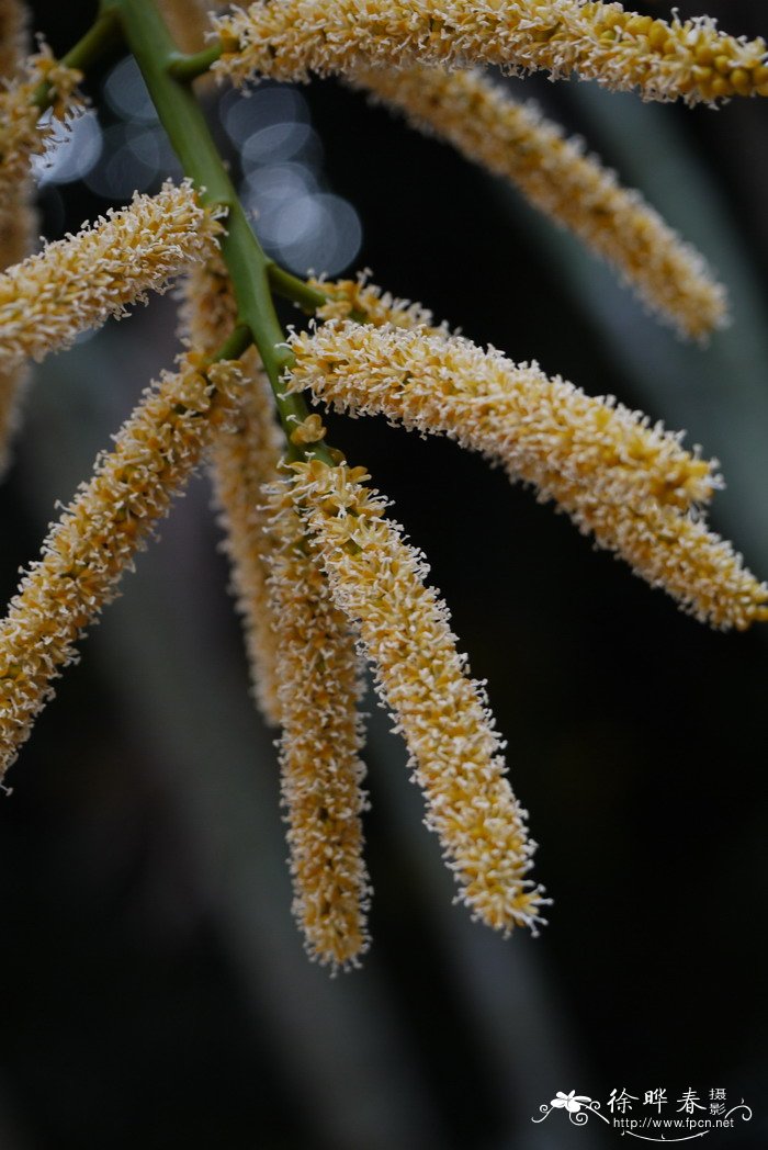 雪柳是什么植物