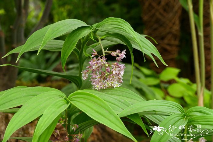 栀子花好养吗