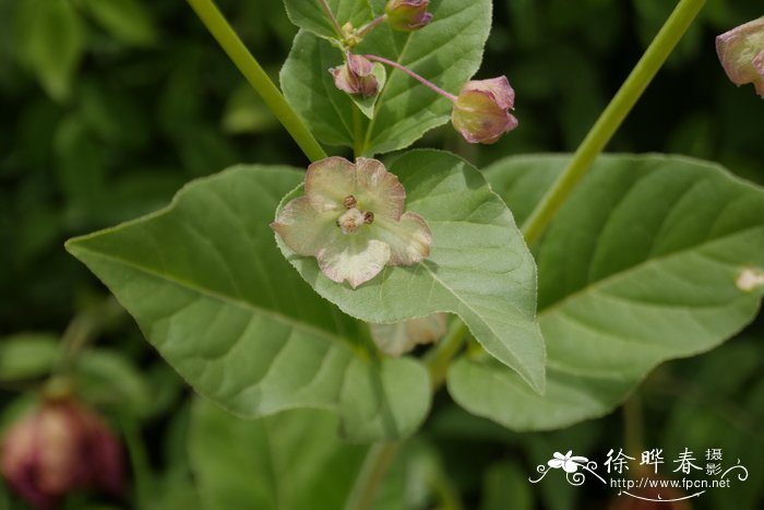 植物园里有什么植物