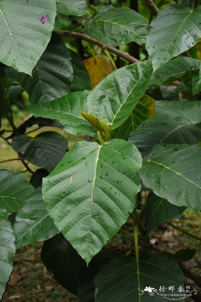 桂花树多少钱一棵