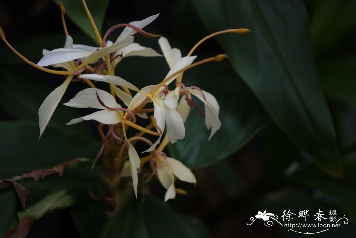 木兰花和玉兰花一样吗