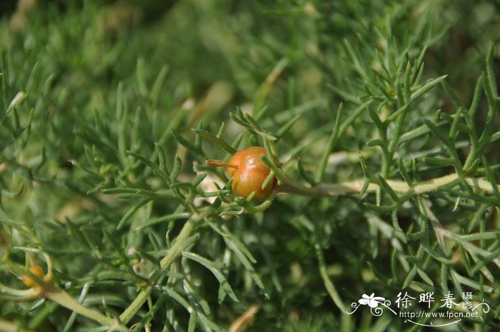 凤尾竹开花意味着什么