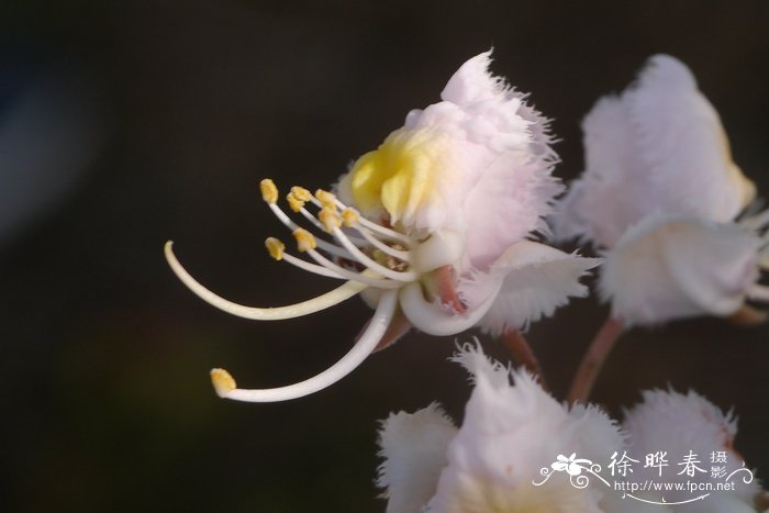 角瓜和西葫芦的区别