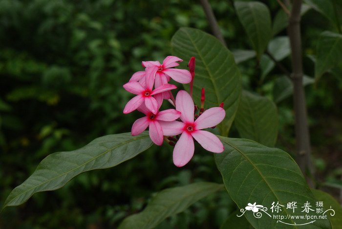 观音莲花语