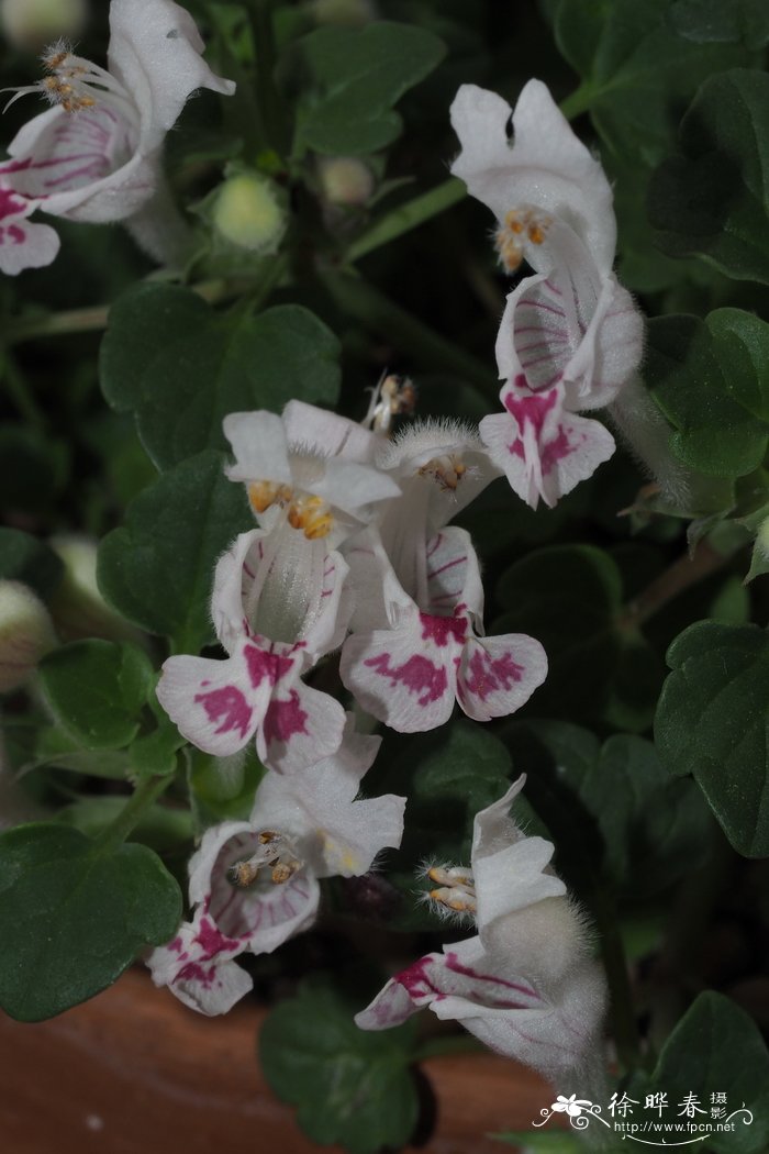 紫藤花什么时候开花