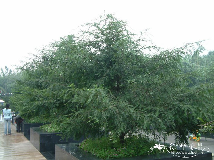 100种常见多肉植物图鉴