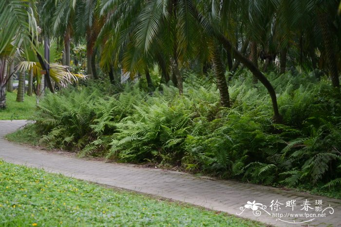 万年青植物图片