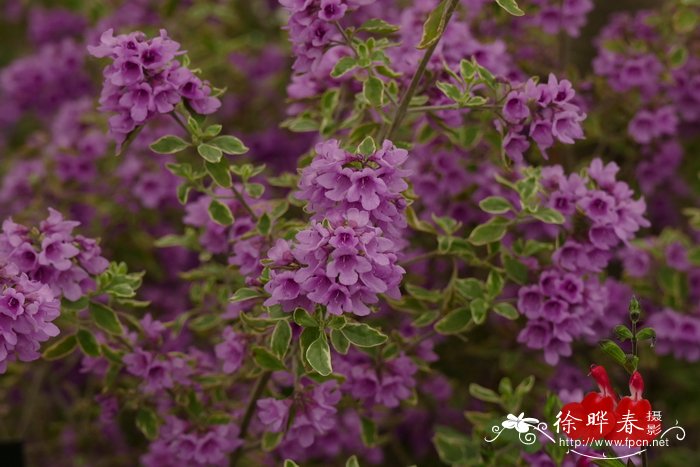 黑色大丽花真实图片