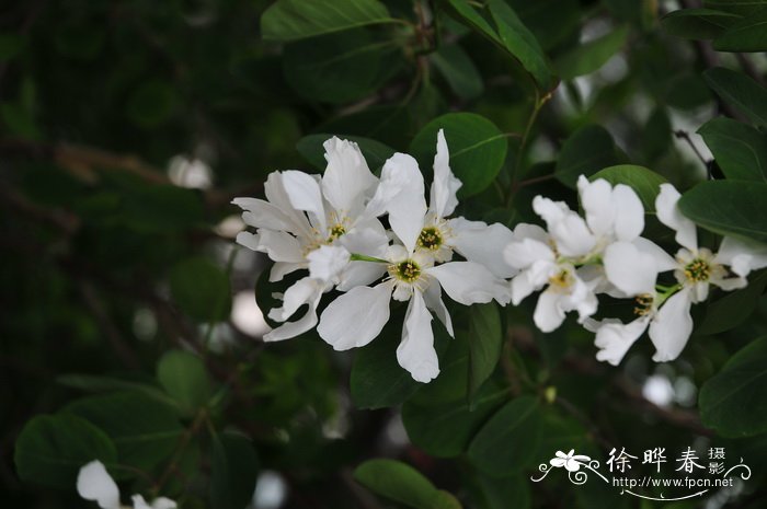 水仙花开打一数字