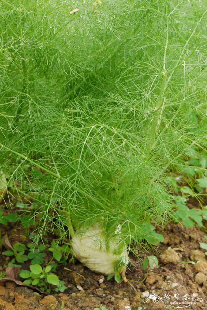 适合山地种植的药材