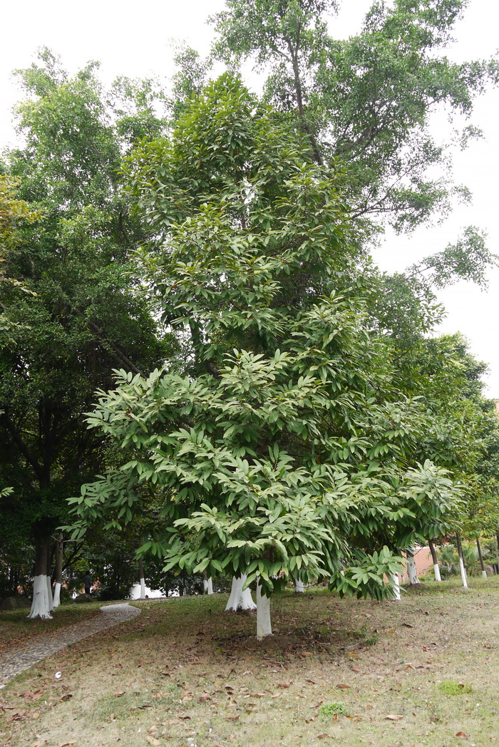 薄雾蓝莓树的缺点