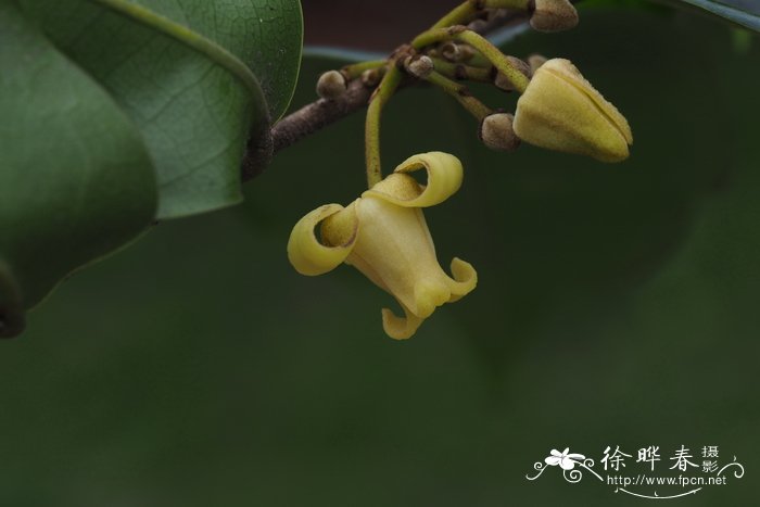 黄花风铃木的花语