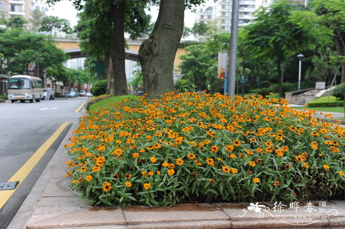 茶水浇花