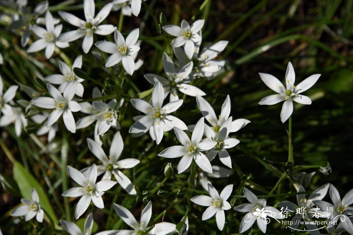 孕妇能吃黄花菜吗