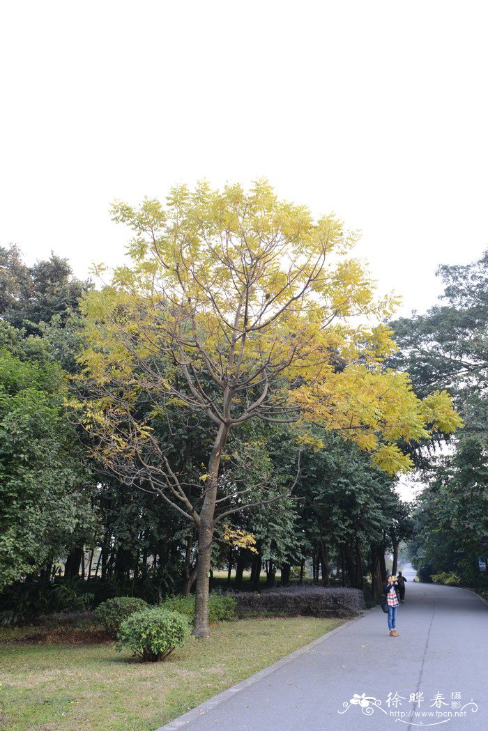 蓝莓是什么季节的水果