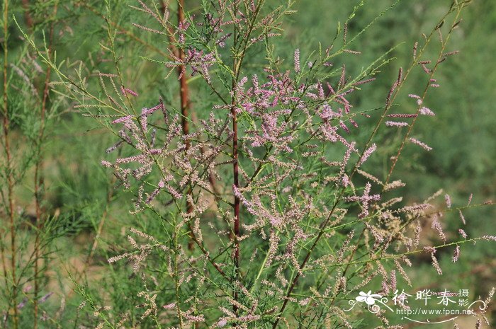 香蕉和芭蕉的区别