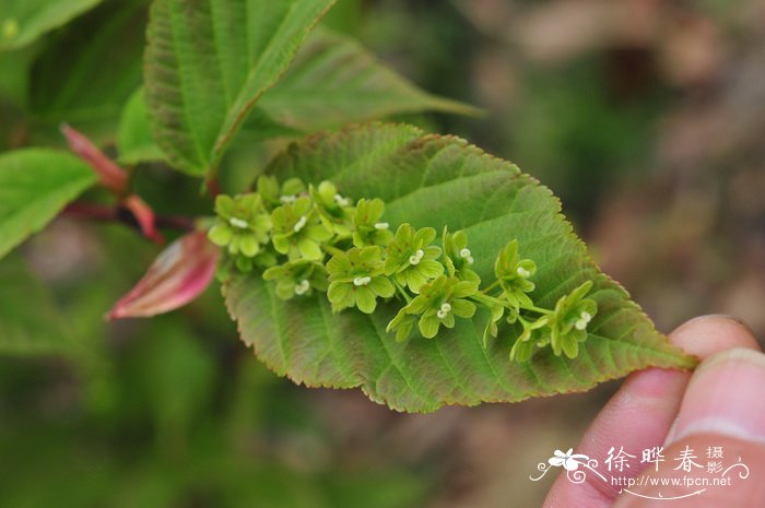 玫瑰花语