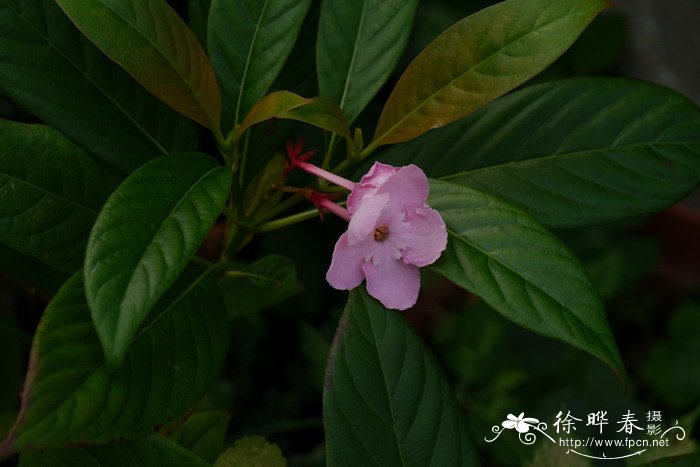 昙花的药用价值