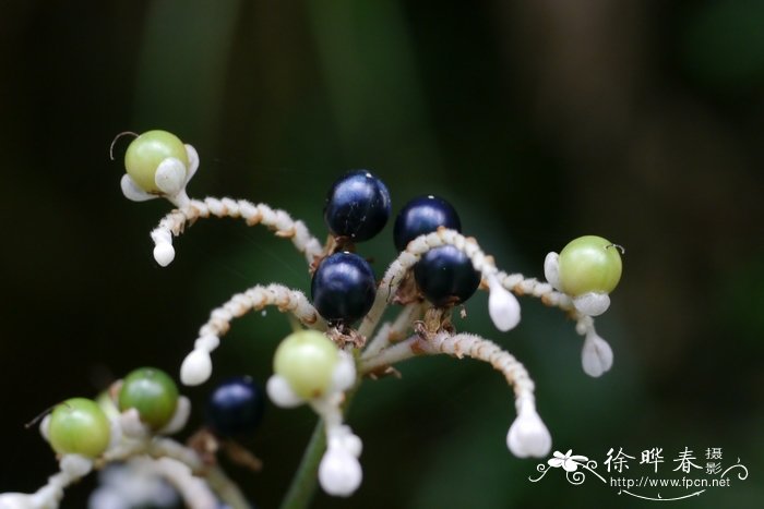 洋甘菊 花语