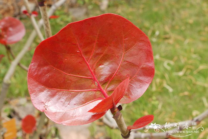 玫瑰花水