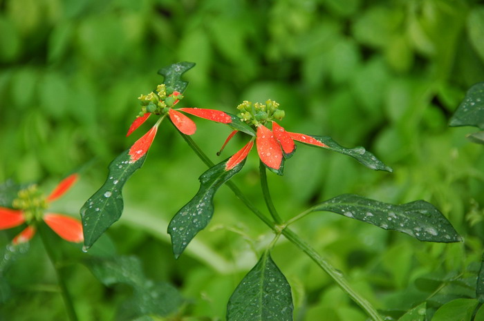 植树节种什么树